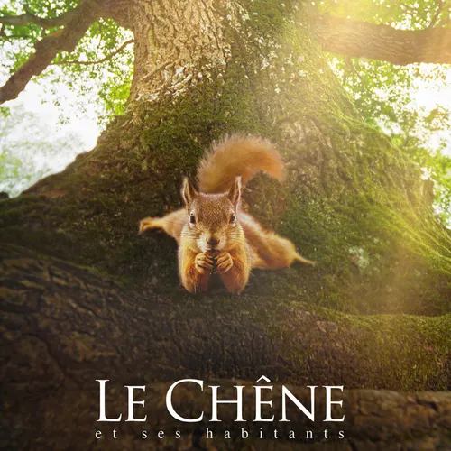 Le chêne - COUP DE COEUR DU 23 Février 2022